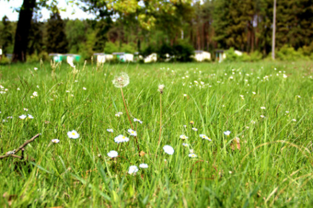 Stanica Harcerska w Drężnie