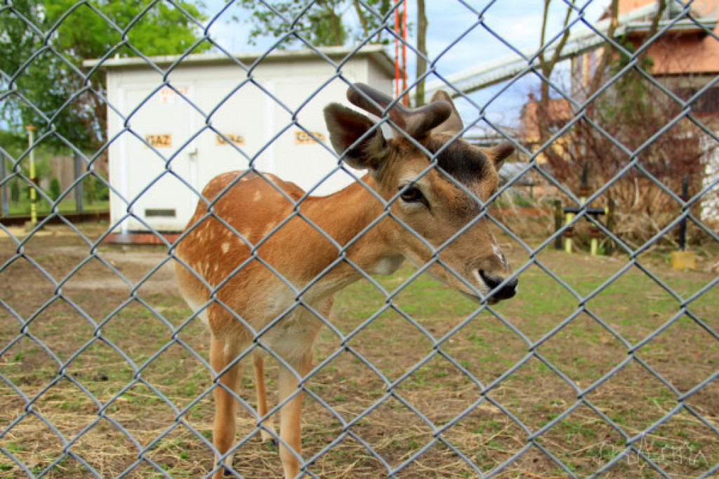 Tymczasowy dom - daniele w mieście