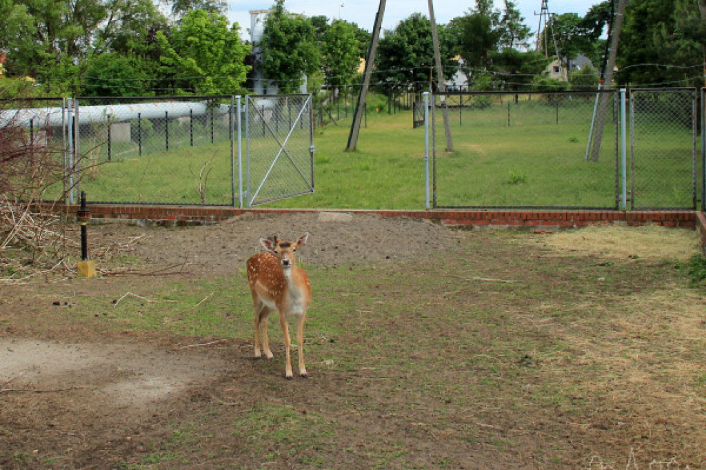 Tymczasowy dom - daniele w mieście