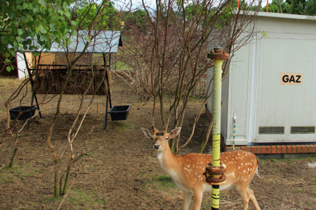 Tymczasowy dom - daniele w mieście