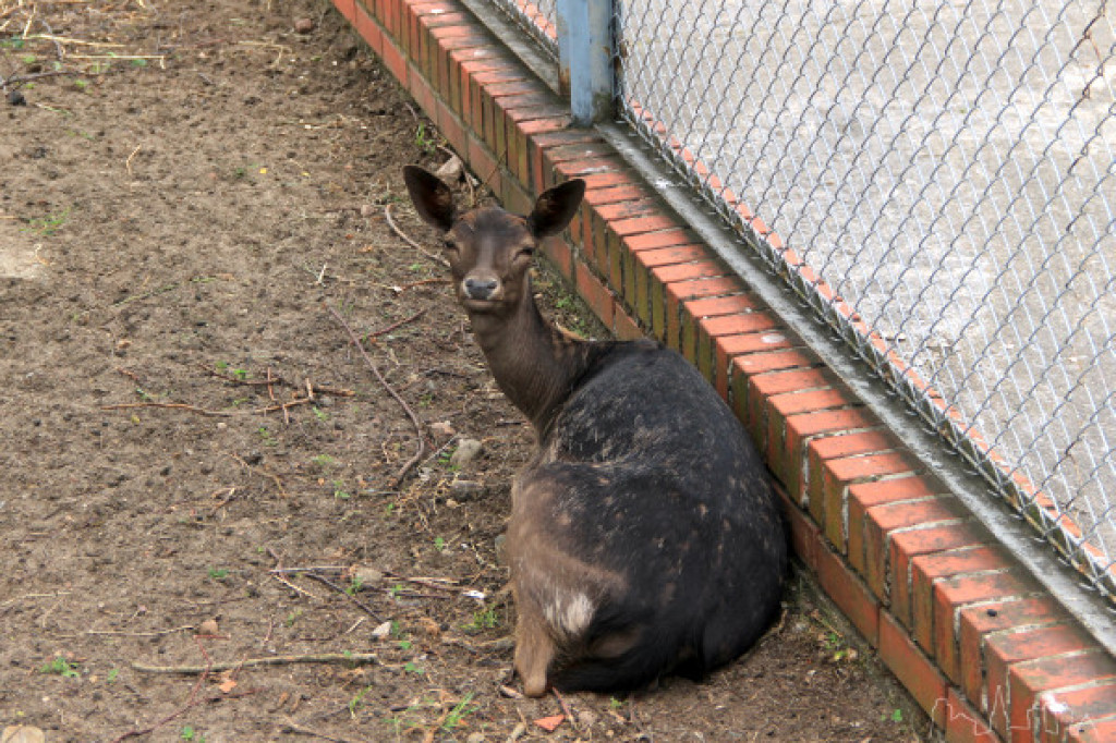 Tymczasowy dom - daniele w mieście