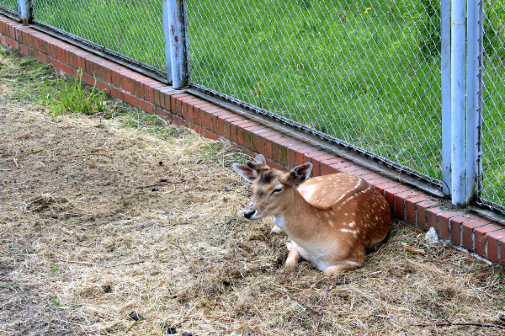 Tymczasowy dom - daniele w mieście