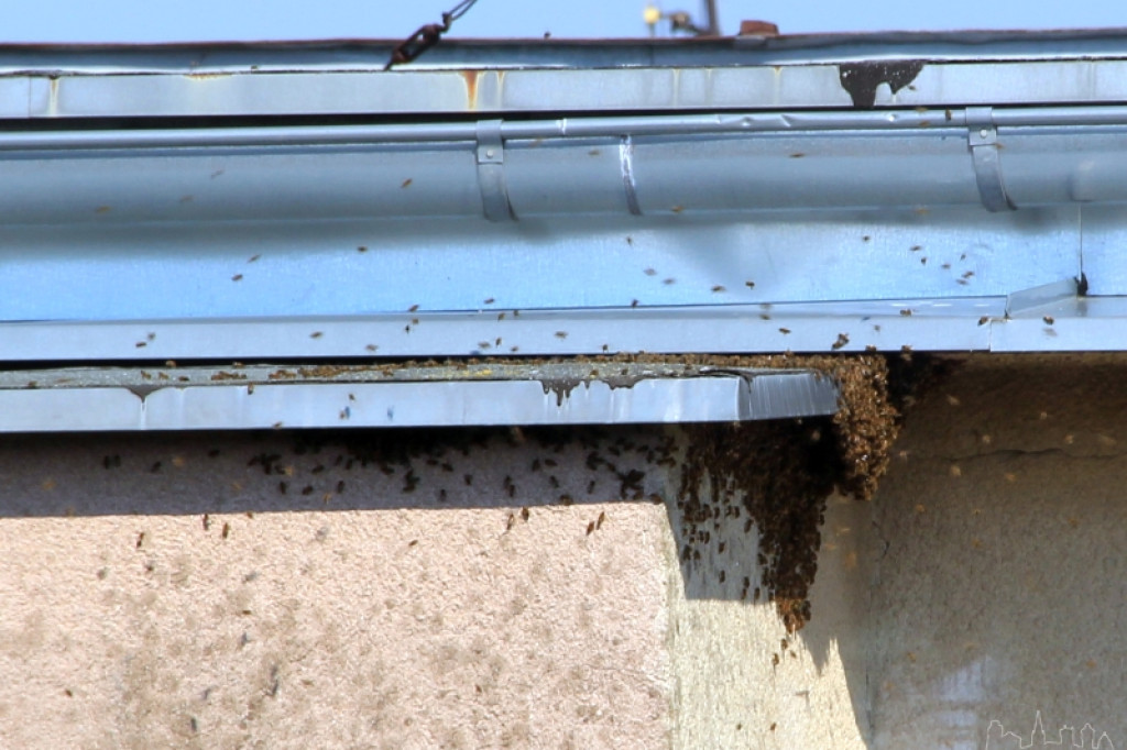 Rój pszczół na bloku