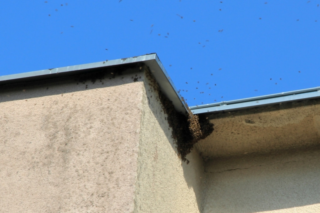 Rój pszczół na bloku