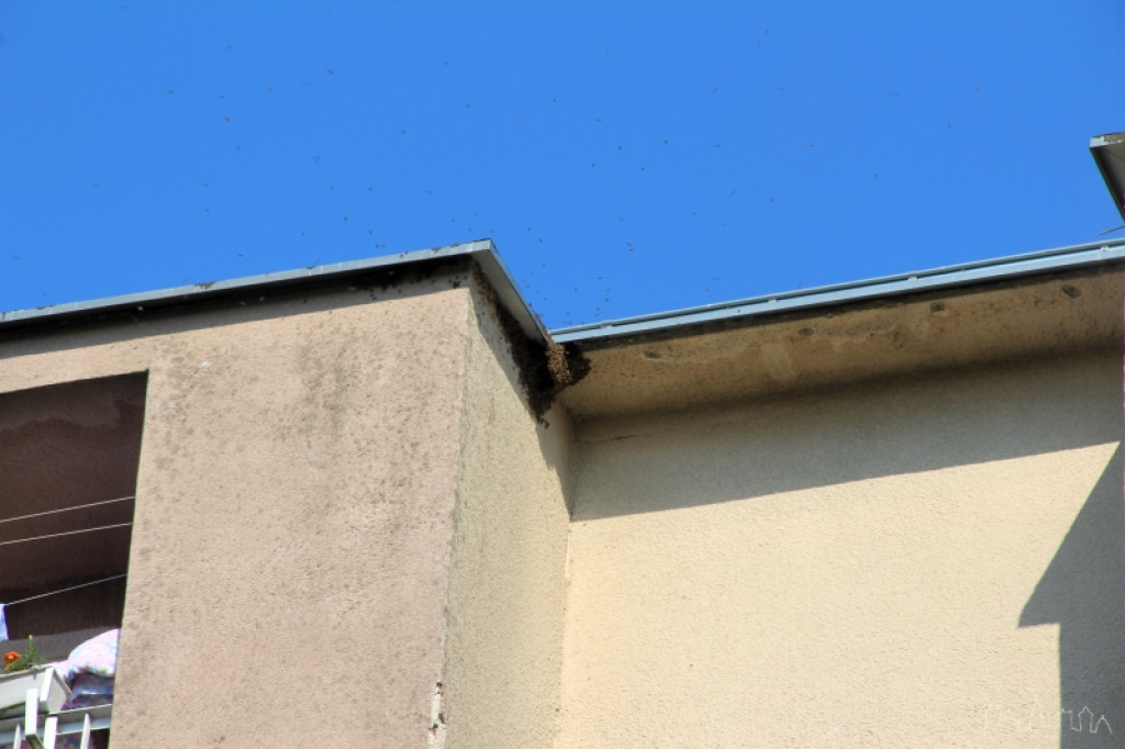 Rój pszczół na bloku