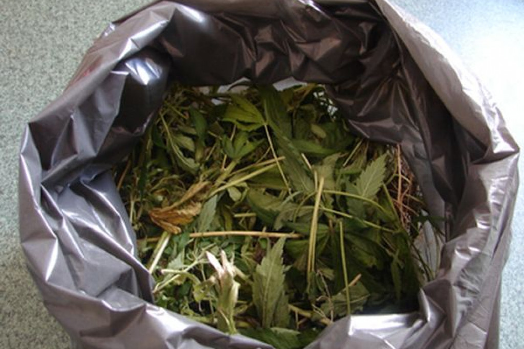 Policja odkryła plantację marihuany 09.07.2012