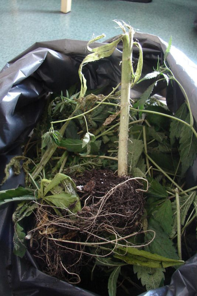 Policja odkryła plantację marihuany 09.07.2012