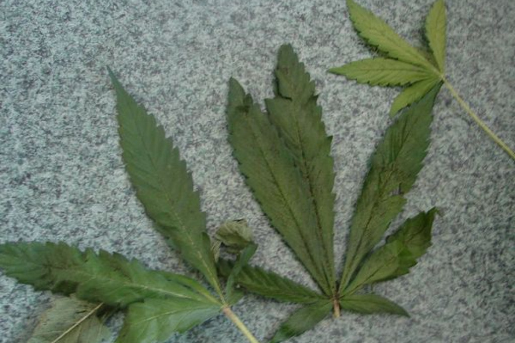 Policja odkryła plantację marihuany 09.07.2012