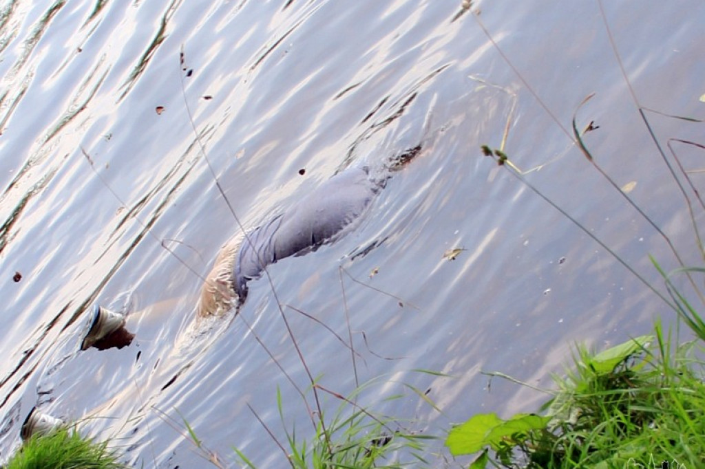 Utonięcie na Trzesiecku