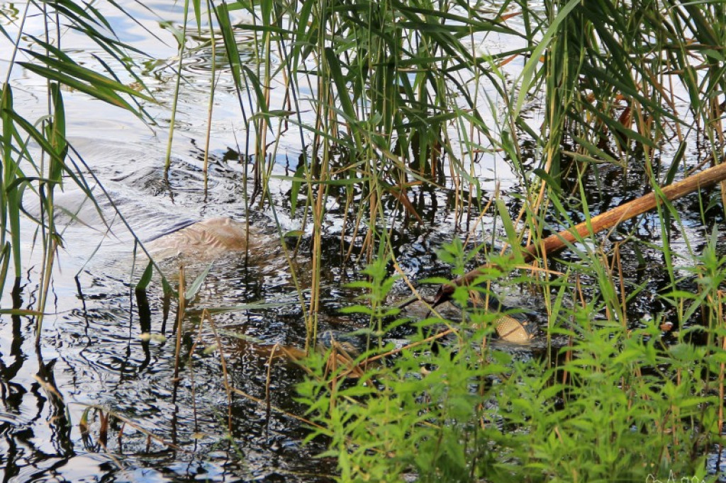 Utonięcie na Trzesiecku