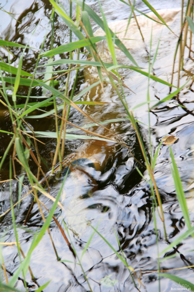 Utonięcie na Trzesiecku