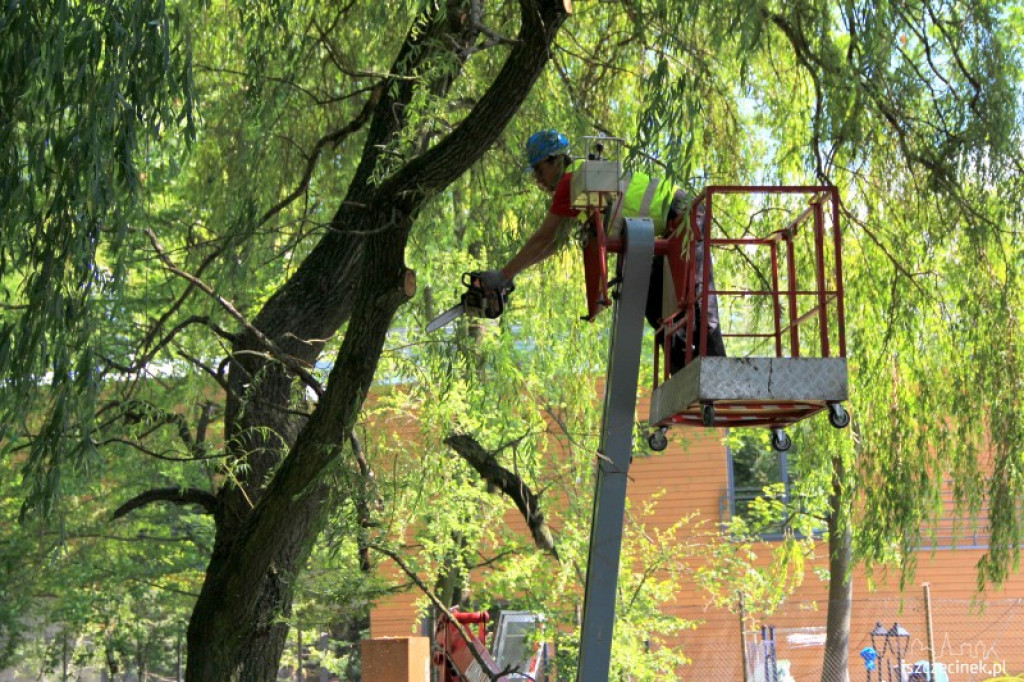 Wycinka suchych gałęzi w parku 31.07.2012