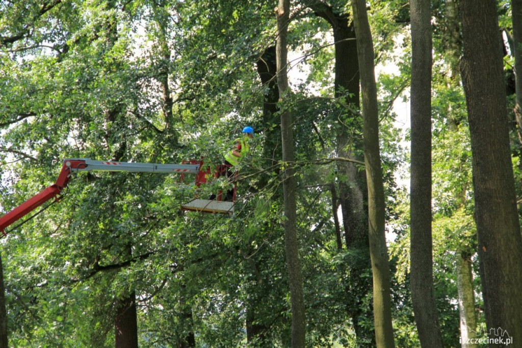 Wycinka suchych gałęzi w parku 31.07.2012