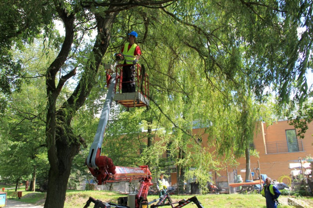 Wycinka suchych gałęzi w parku 31.07.2012