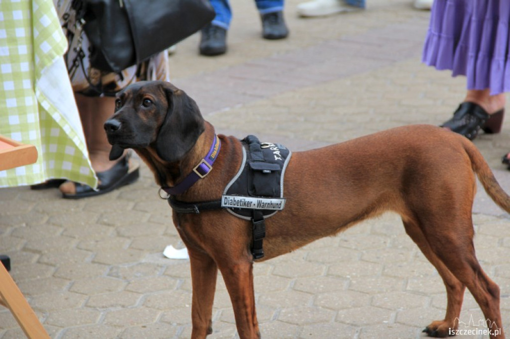 DiabWeek w Szczecinku 31.07.2012