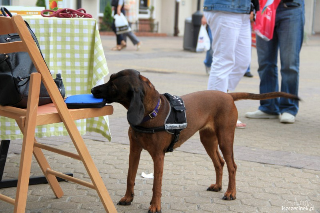 DiabWeek w Szczecinku 31.07.2012