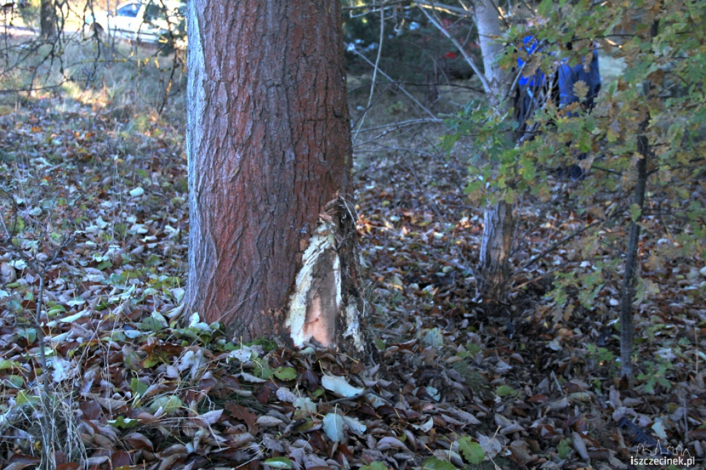 Dachowanie Audi koło Radacza 29.10.2012