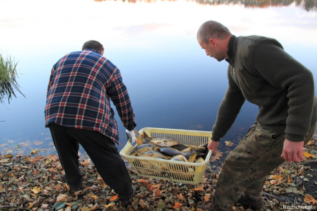 PZW Jesiotr zarybia jez. Lipno 29.10.2012