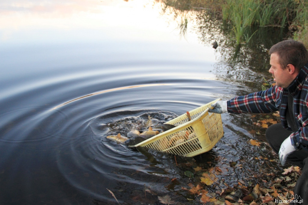 PZW Jesiotr zarybia jez. Lipno 29.10.2012