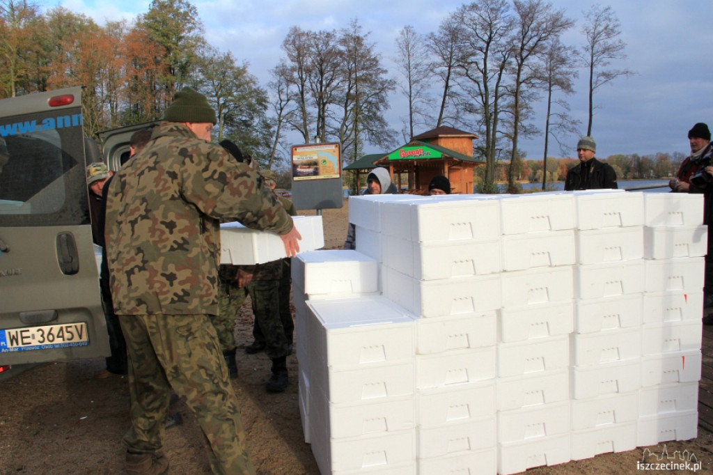 PZW Jesiotr zarybia jez. Trzesiecko 07.11.2012