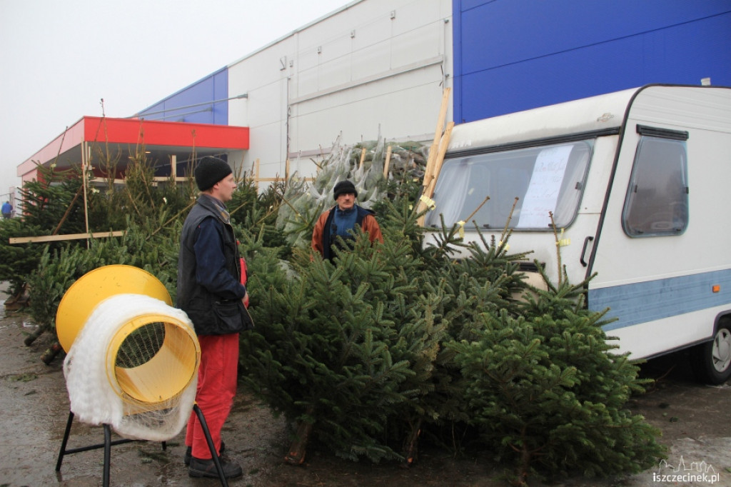 Choinki w sprzedaży 17.12.2012