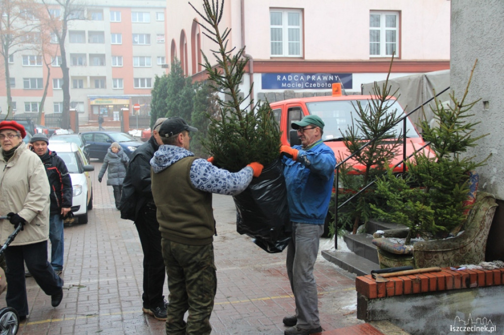 Choinki w sprzedaży 17.12.2012