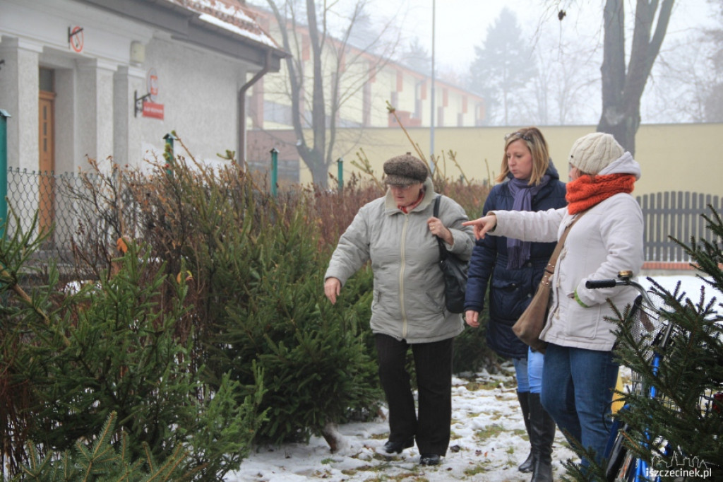 Choinki w sprzedaży 17.12.2012