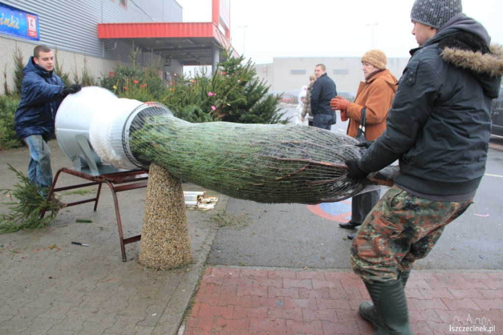 Choinki w sprzedaży 17.12.2012