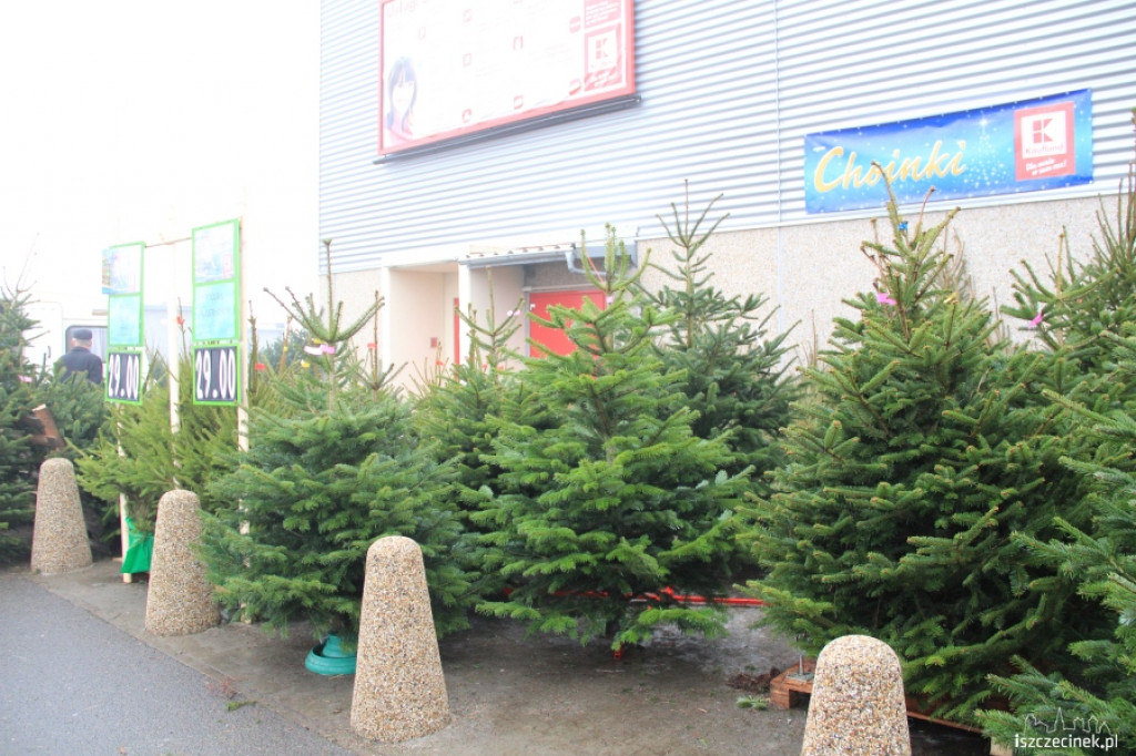 Choinki w sprzedaży 17.12.2012
