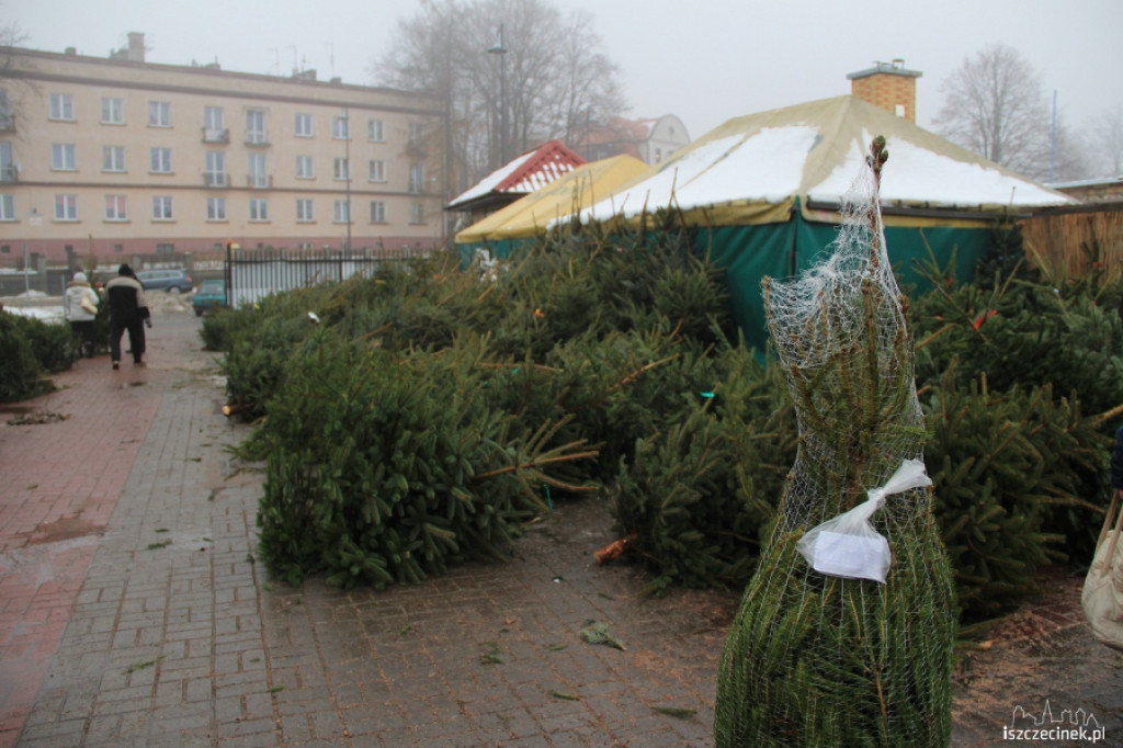 Choinki w sprzedaży 17.12.2012