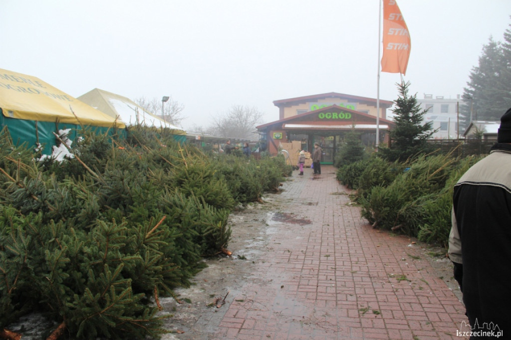 Choinki w sprzedaży 17.12.2012