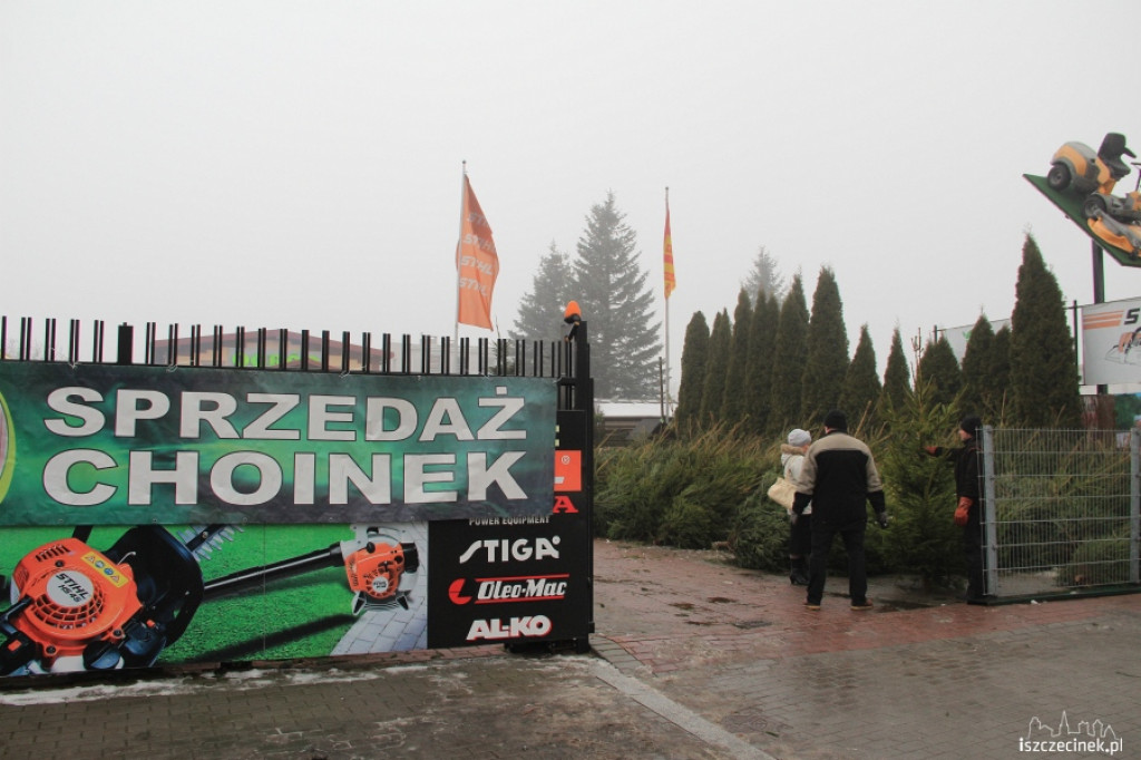 Choinki w sprzedaży 17.12.2012