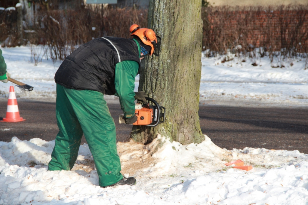 Wycinka drzew przy ul. Piłsudskiego 21.01.2013