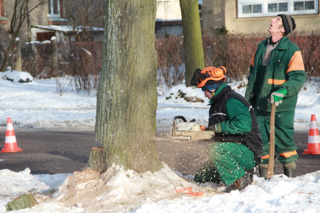 Wycinka drzew przy ul. Piłsudskiego 21.01.2013