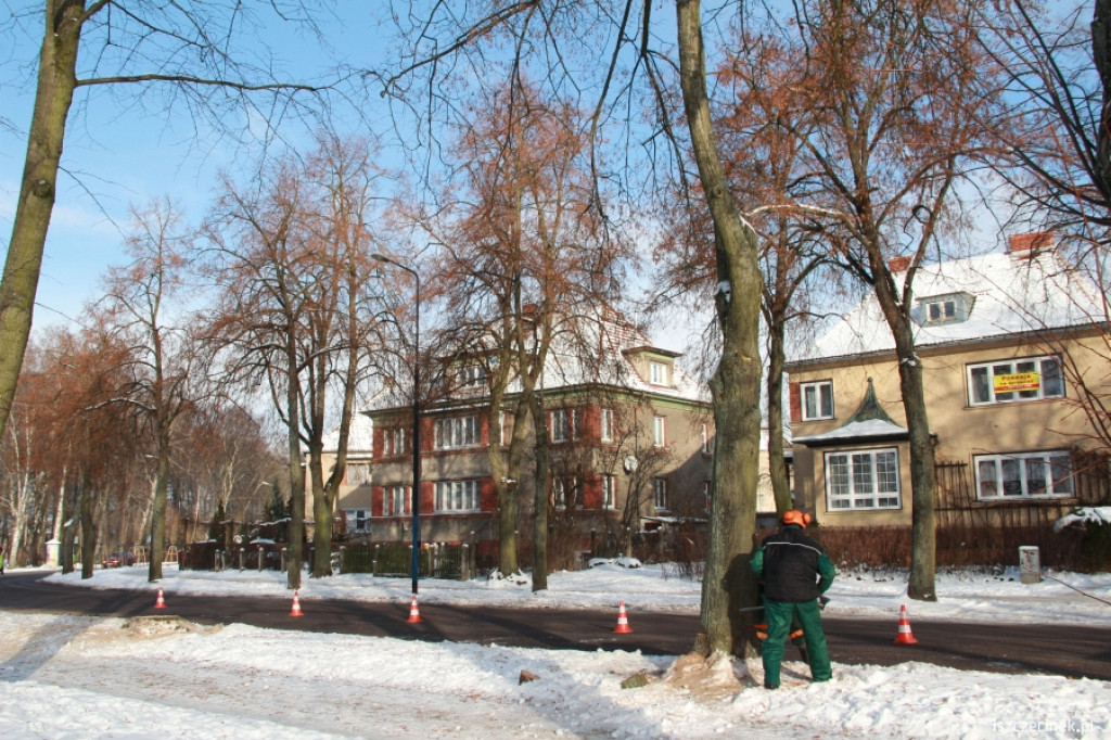Wycinka drzew przy ul. Piłsudskiego 21.01.2013