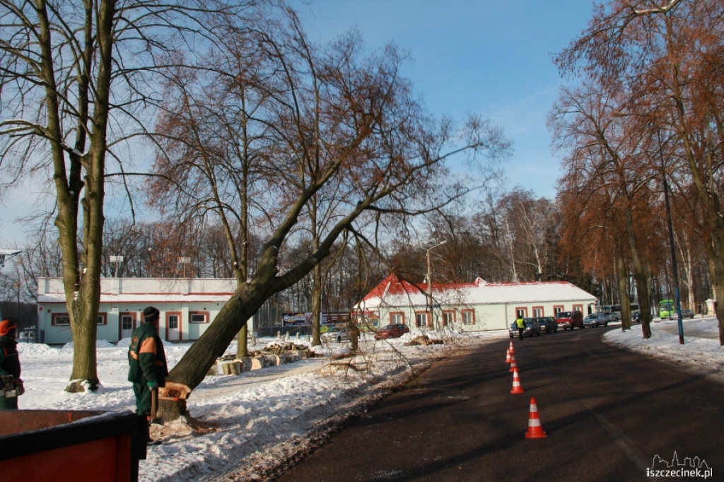 Wycinka drzew przy ul. Piłsudskiego 21.01.2013