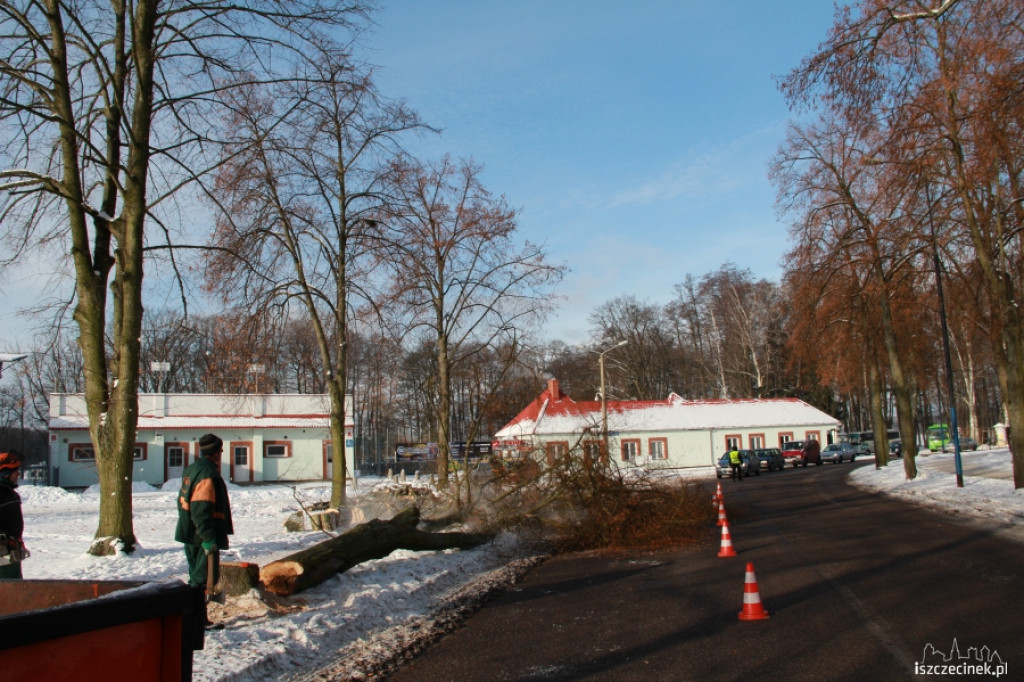 Wycinka drzew przy ul. Piłsudskiego 21.01.2013