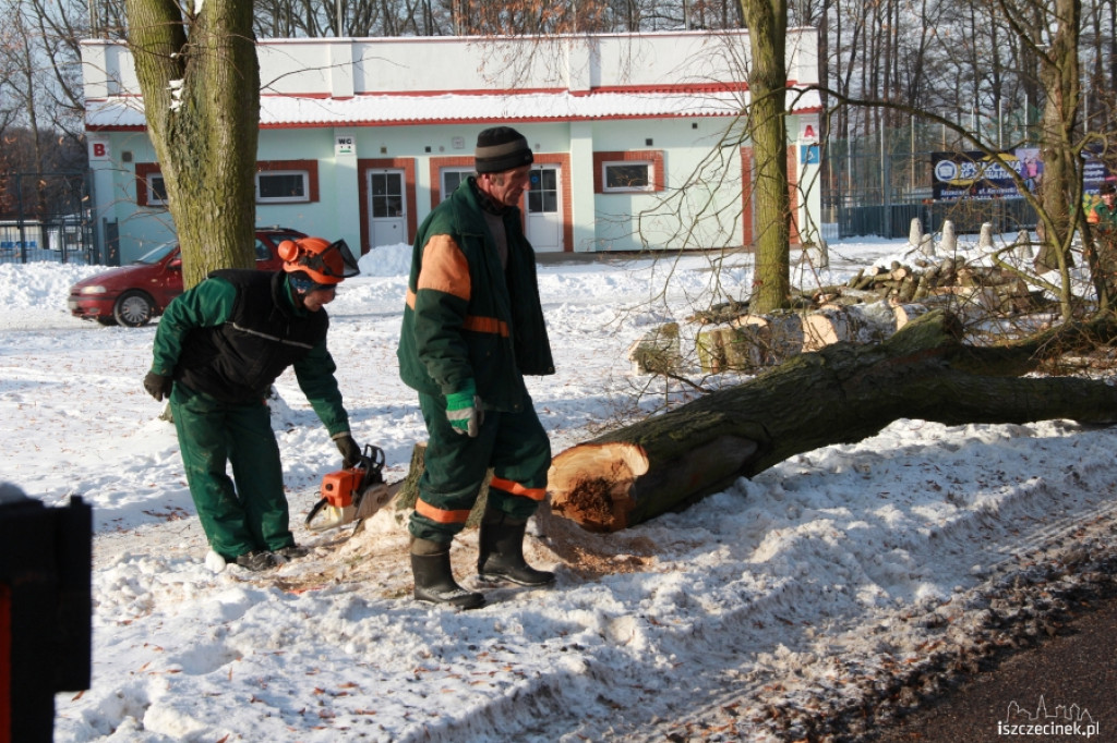 Wycinka drzew przy ul. Piłsudskiego 21.01.2013