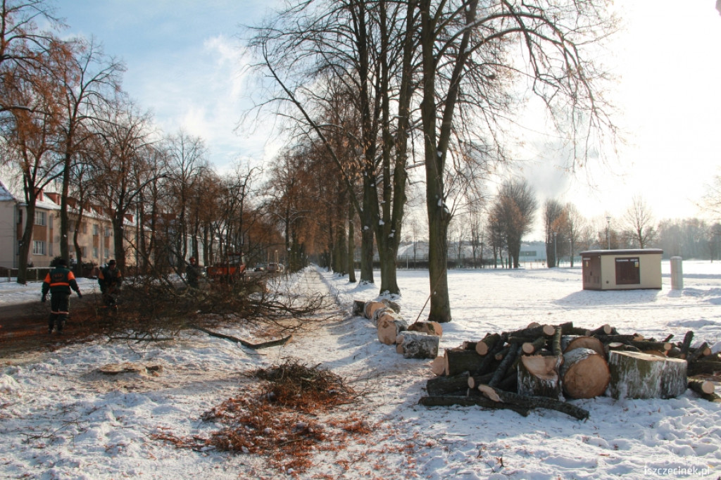 Wycinka drzew przy ul. Piłsudskiego 21.01.2013
