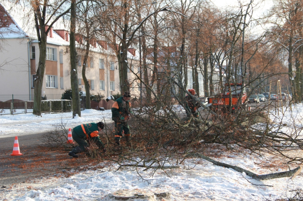 Wycinka drzew przy ul. Piłsudskiego 21.01.2013