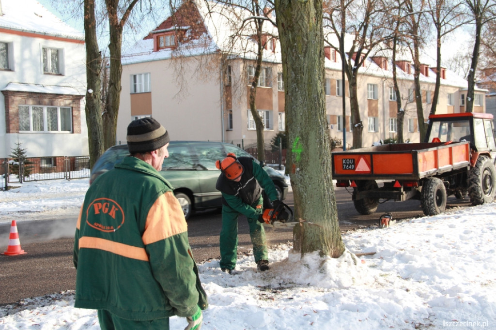 Wycinka drzew przy ul. Piłsudskiego 21.01.2013
