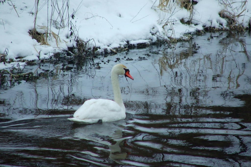 Łabędzie i dzikie kaczki