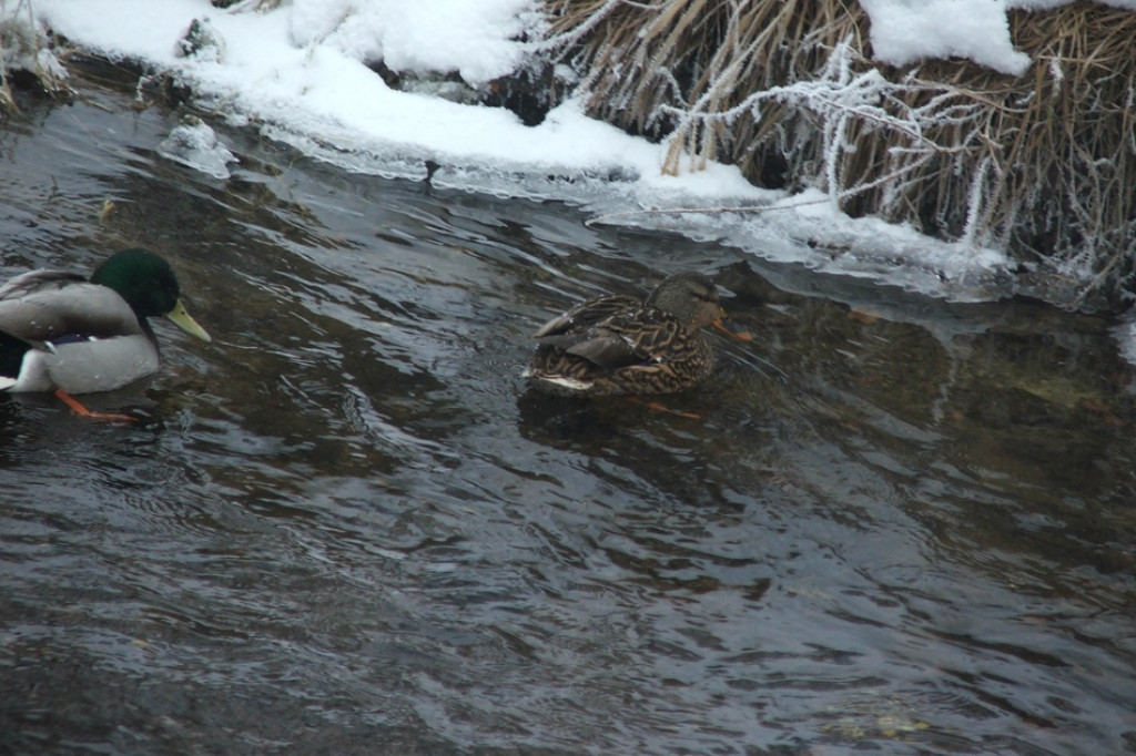 Łabędzie i dzikie kaczki