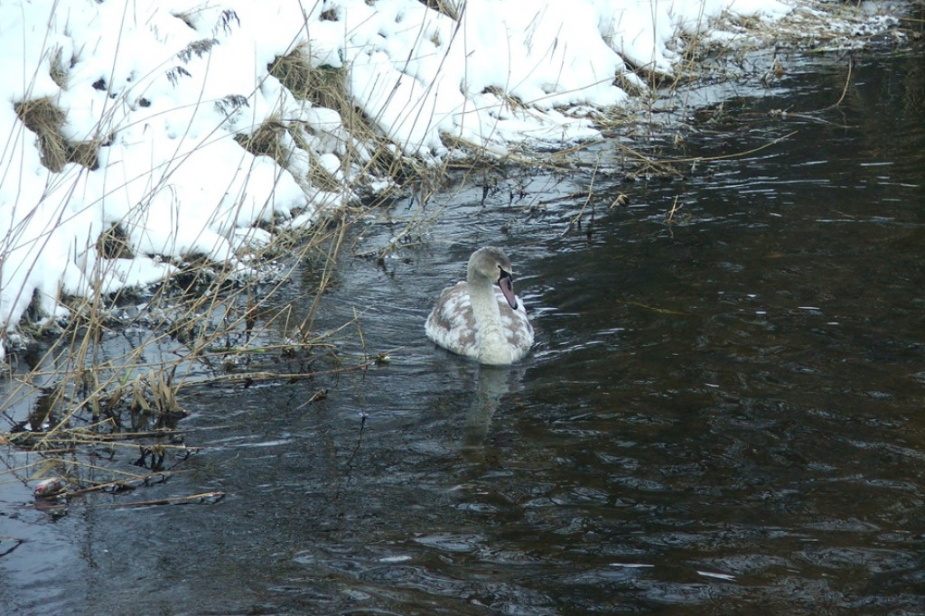 Łabędzie i dzikie kaczki