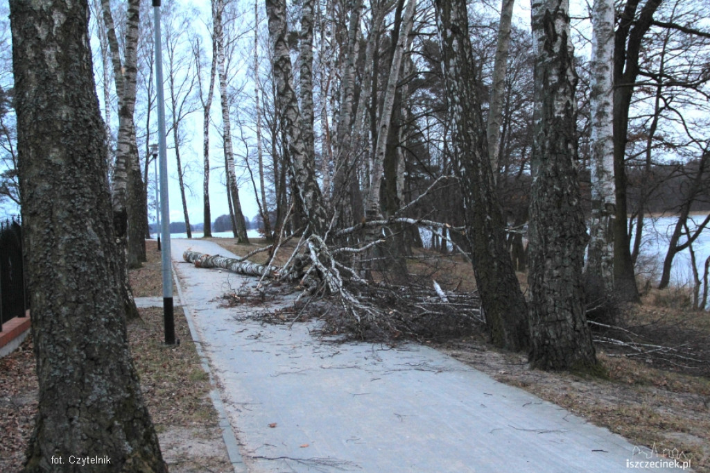 W Parku runęła brzoza