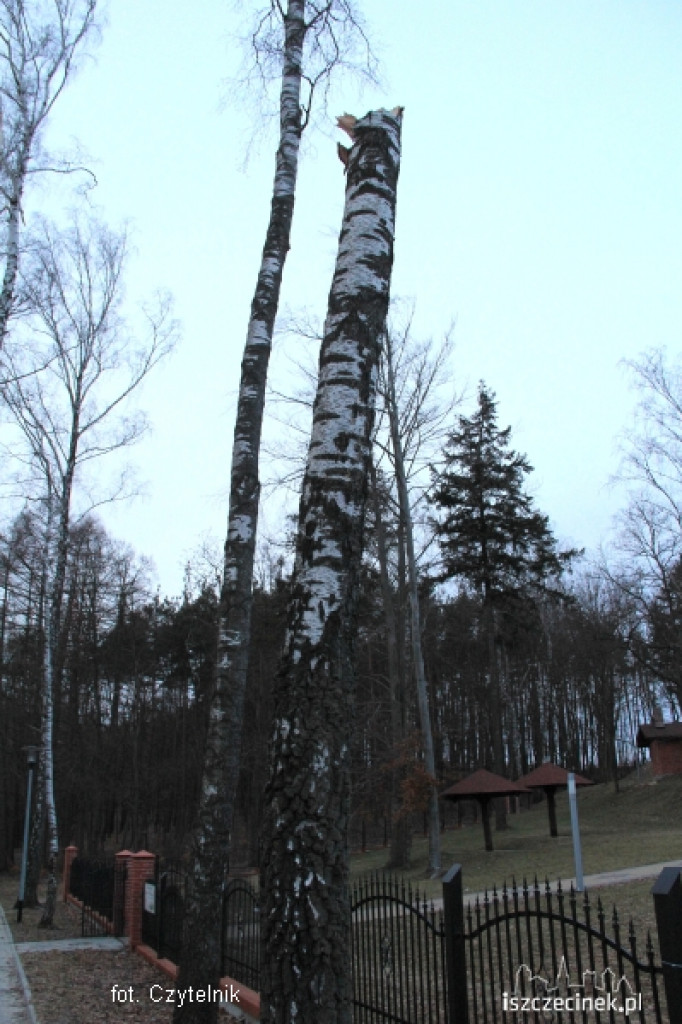 W Parku runęła brzoza