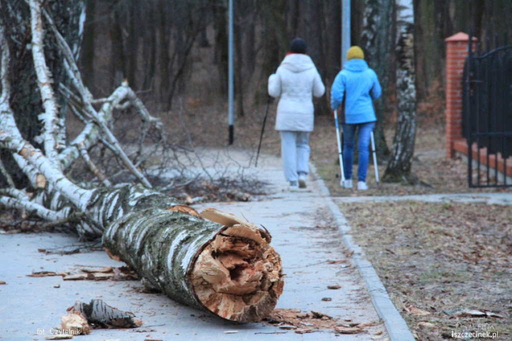 W Parku runęła brzoza