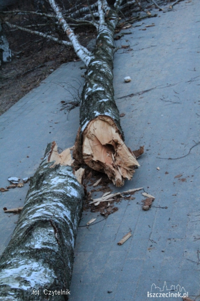 W Parku runęła brzoza