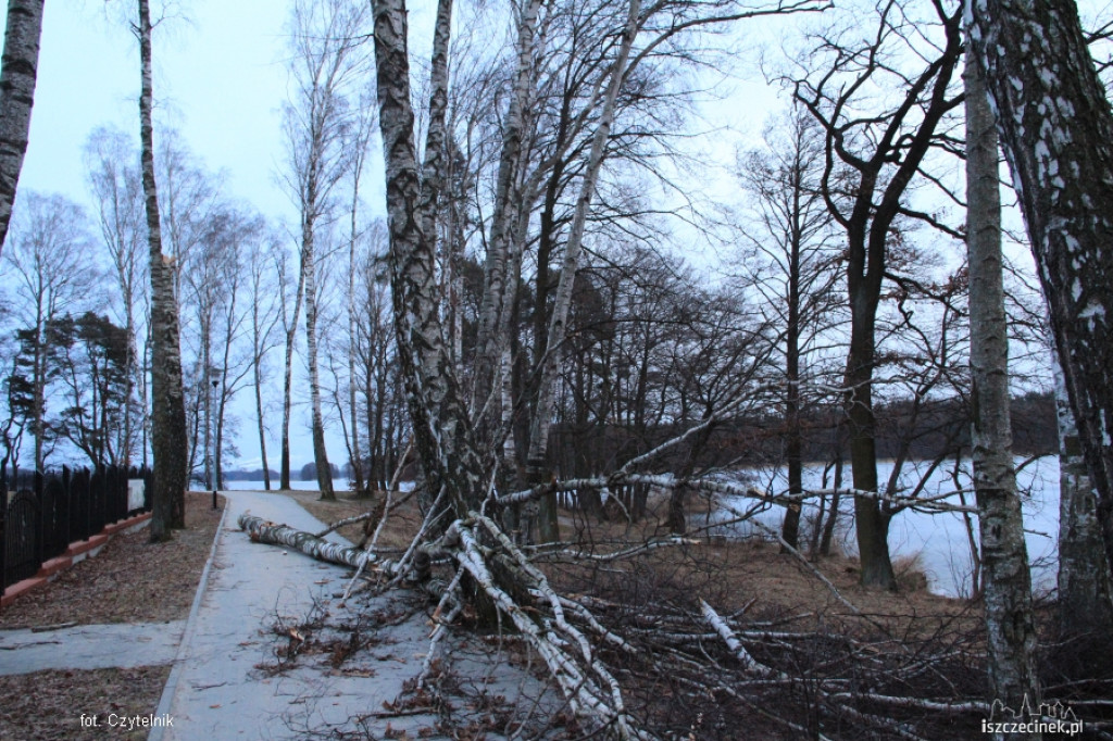 W Parku runęła brzoza