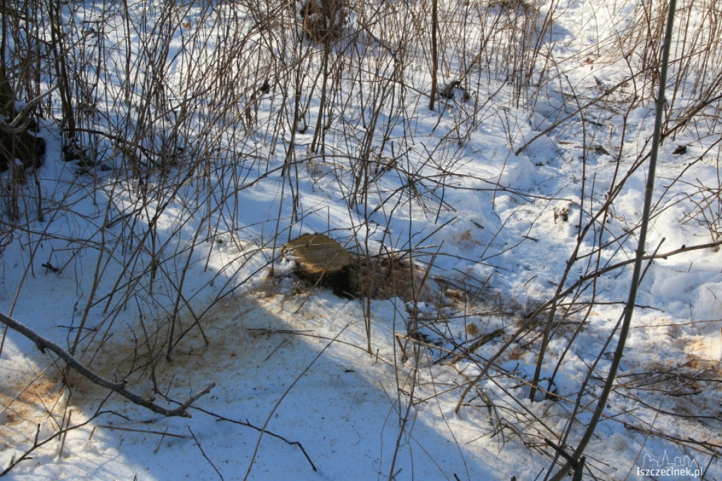 Wycinali drzewa w Strefie Ekonomicznej
